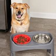 dog-bowl-e1591460256475-5246172-1449720