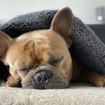 When-To-Euthanize-A-Dog-With-Hemangiosarcoma
