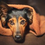 grootste-angsten-hond-4435840-jpg-4596657
