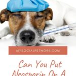 can-you-put-neosporin-on-a-dog-wound-8088341
