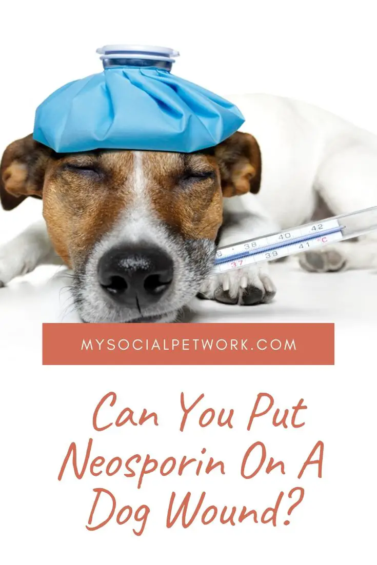 can-you-put-neosporin-on-a-dog-wound-8088341