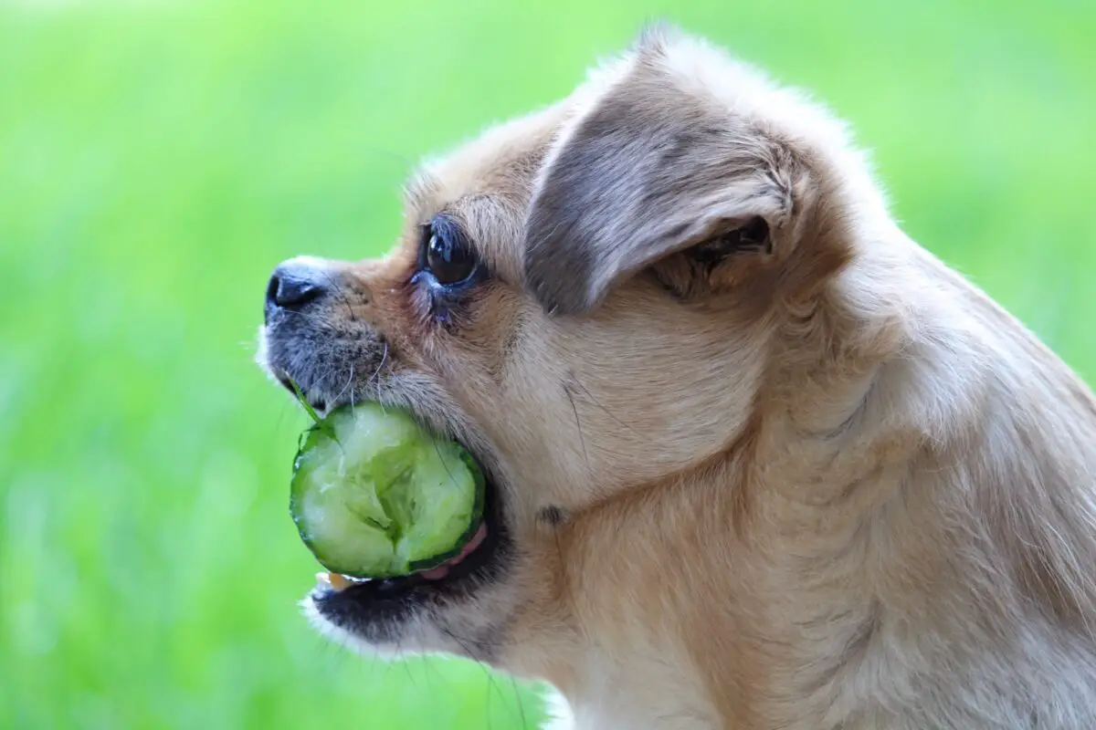 can chihuahuas eat cucumbers