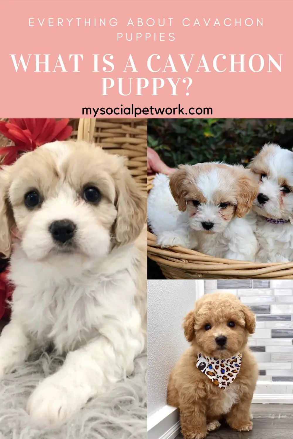 everything-about-cavachon-puppies-1-2651873