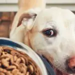 homemade-dog-food-recipe-for-struvite-bladder-stones-7035400