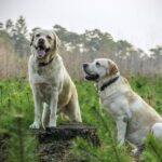 dominantie-bij-honden-9273330-jpg-5420813