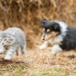 hond-afleren-achter-katten-aan-te-rennen-4333435-jpg-5183242