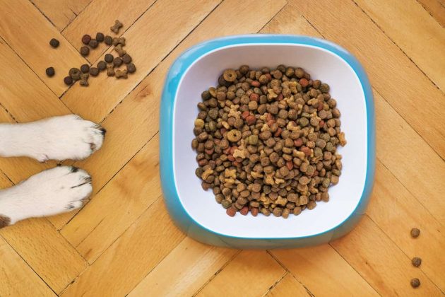 磊 Foods to Avoid When Dog has Cushings【 2021 】And Diet