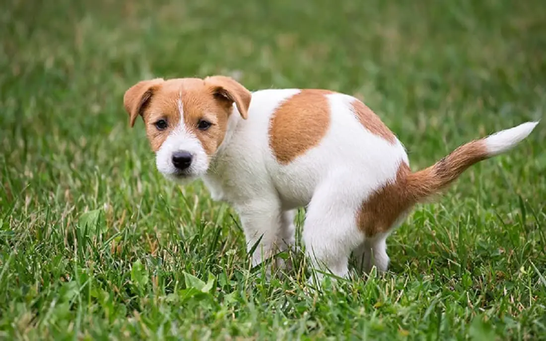 White Specks In Dog Poop Not Moving