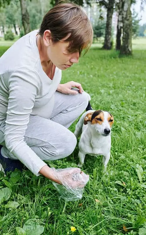 dog poop with little white balls