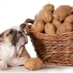Can Dogs Eat Potatoes
