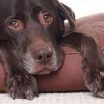 Common Signs of Arthritis in Dogs