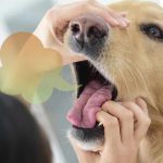Natural Solutions for Stinky Dog Breath