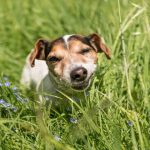 Why Do Dogs Eat Grass and Vomit