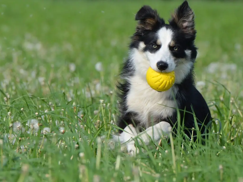 toys are good to prevent bad breath from our dog