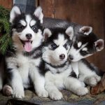 10 Amazing Tips on Training a Husky Puppy - quick results