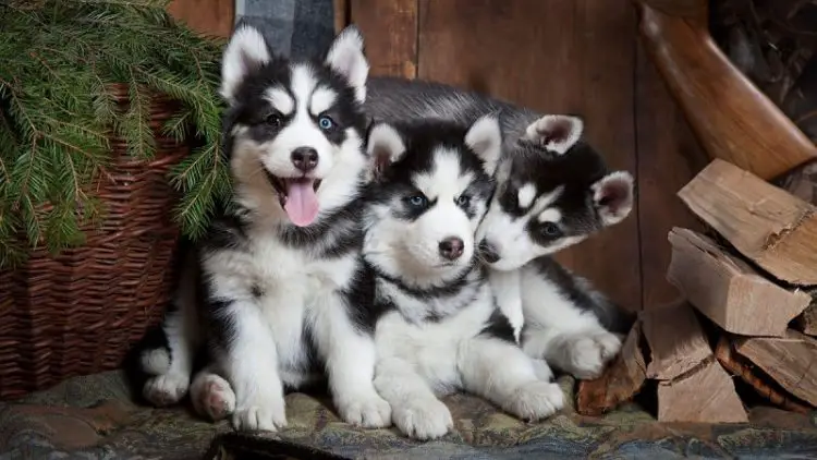 10 Amazing Tips on Training a Husky Puppy - quick results