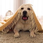 Amazing Tips on How to Remove Dog Smell From Carpet