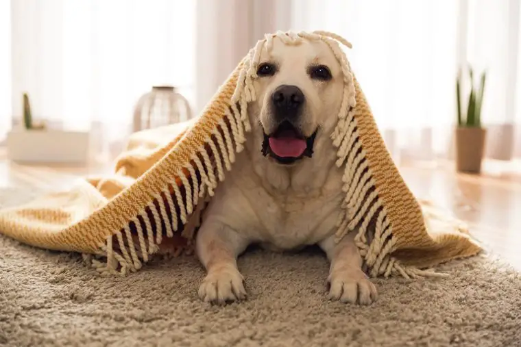 Amazing Tips on How to Remove Dog Smell From Carpet