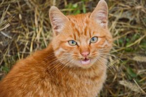 5 tips to understand cat body language and behavior