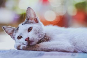 5 tips to understand cat body language and behavior