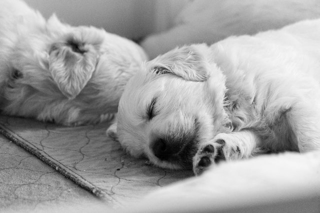 Dogs can help with the grief process – My Social Pet Work
