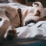Do Dogs Dream? 5 Tips to Discover if a Dog is Dreaming