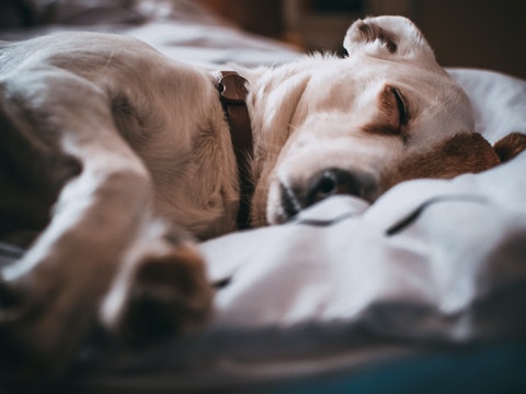 Do Dogs Dream? 5 Tips to Discover if a Dog is Dreaming