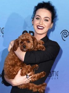 The Cutest Pets of Hollywood Celebrities