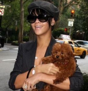 The Cutest Pets of Hollywood Celebrities