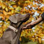 Pets Thanksgiving Safety Tips